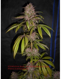 Pakistan Chitral Kush 2