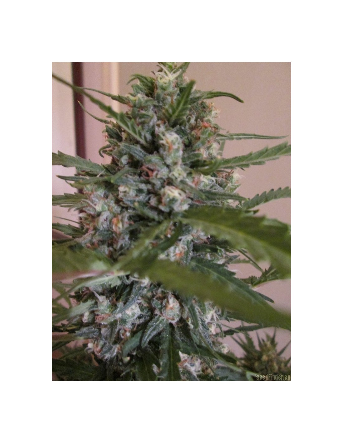 Buy Grand Heft Auto from Dr Krippling - Oaseeds
