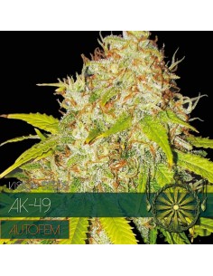AK-49 2