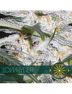 Lowryder Auto (Vision Seeds) Autoflowering Seeds | On Sale! 2