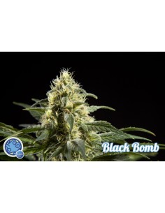 Black Bomb 2