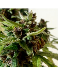 Auto Mamba Negra CBD 2