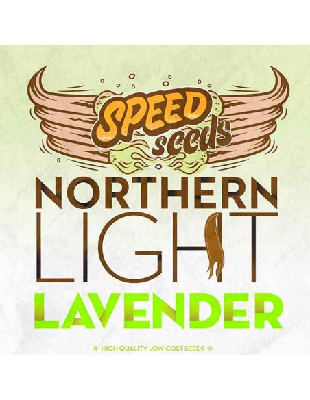 Northern Light x Lavender