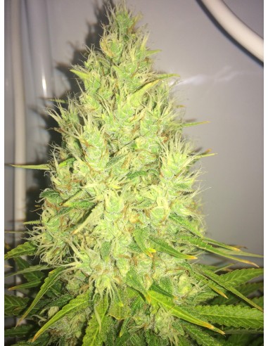 Orange Bud (Oaseeds) Graines de Cannabis en Gros - Oaseeds