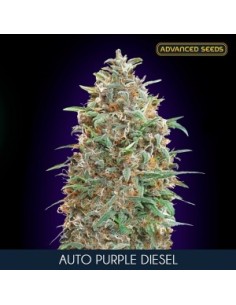 Auto Purple Diesel