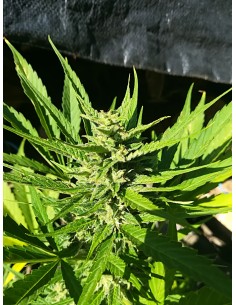 Auto Northeren Light 2