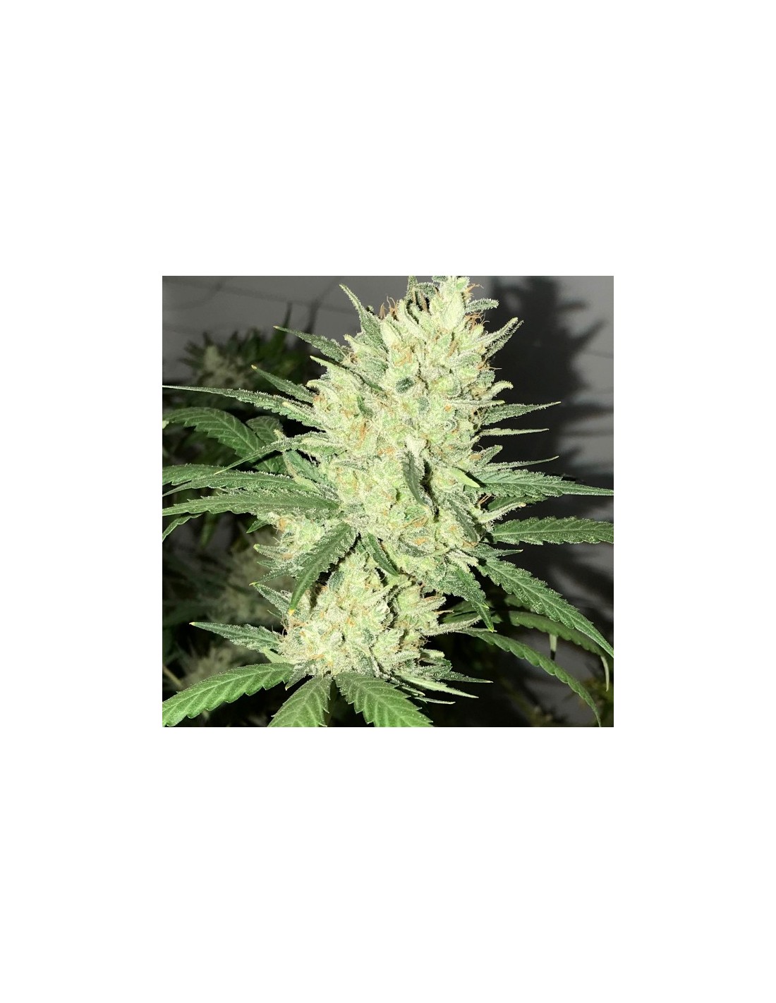 Orange Snap (Pot Valley Seeds) Regular Cannabis Seeds