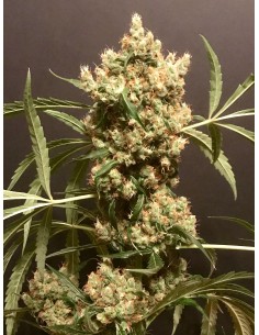 Strawberry Marshmallow