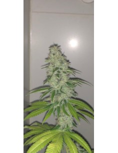 Simple Wedding Cake S1