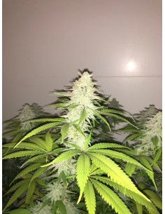 Simple Wedding Cake S1 2