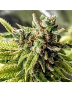 Sweet Orange Cookie Sherbs