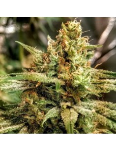 Sweet Orange Cookie Sherbs 2