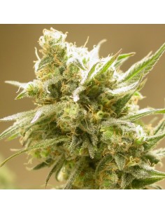 Cinderella 99 BX-1 2