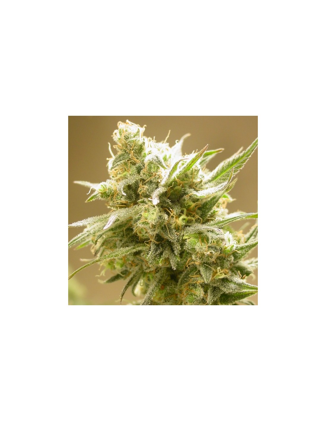 Buy Cinderella 99 BX from Mosca Seeds - Oaseeds