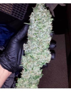 Mountain Deux Baja Blast 2