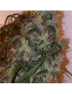 Australian Dead Head