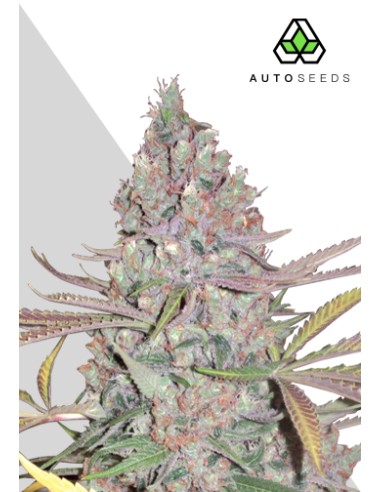Buy Berry Ryder from Auto Seeds - Oaseeds