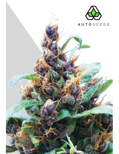 Acheter Purple Stilton de Auto Seeds - Oaseeds