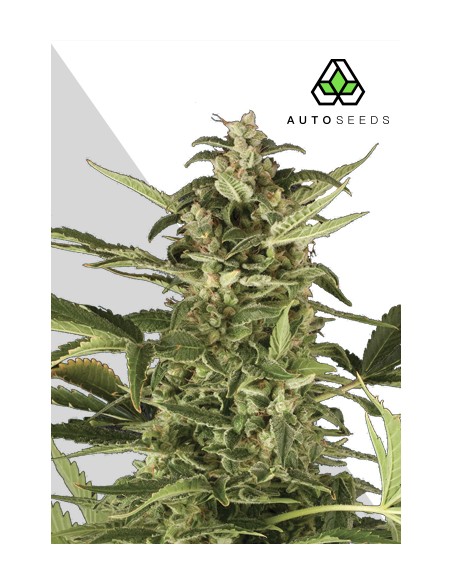 Auto Pounder with Cheese