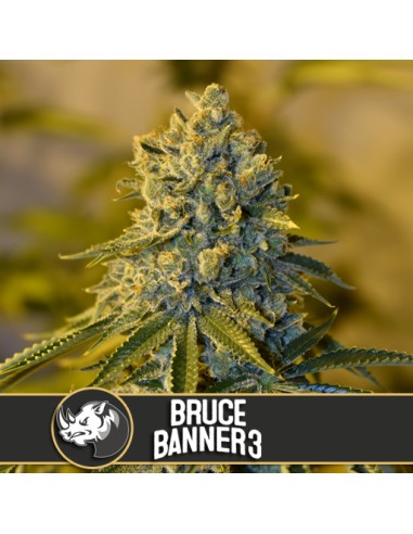 Bruce Banner 3 (Blimburn Seeds) Semillas Feminizadas