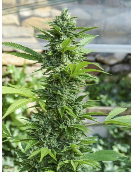 Buy Gorilla Candy From Eva Seeds Oaseeds