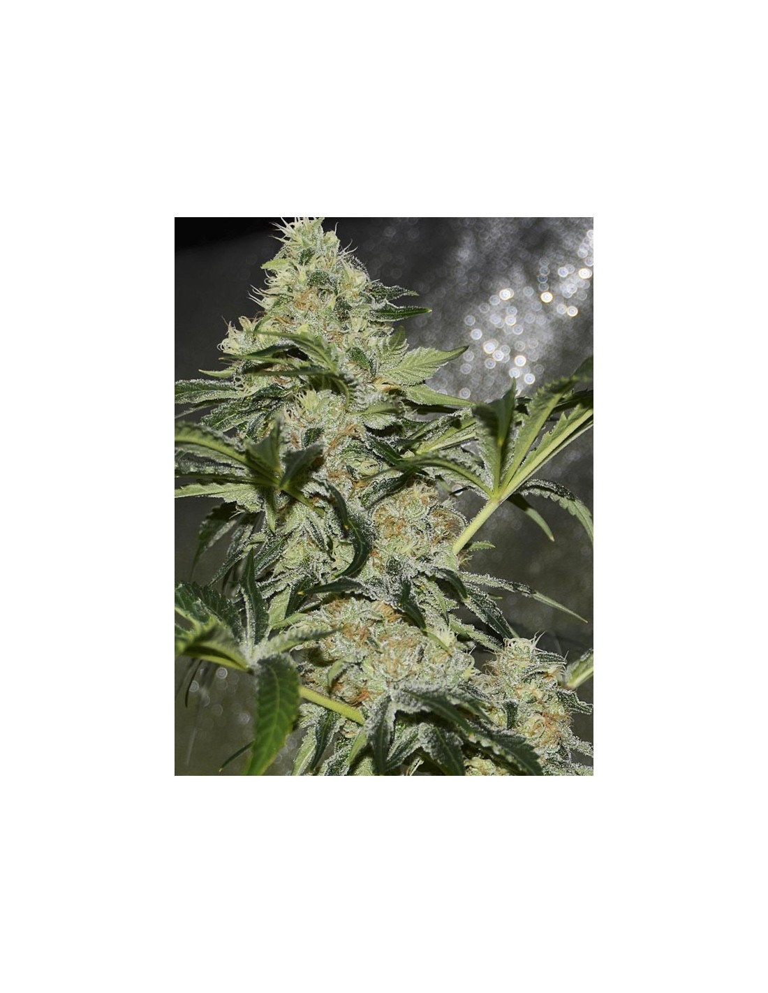 Buy Gorilla Candy from Eva Seeds - Oaseeds