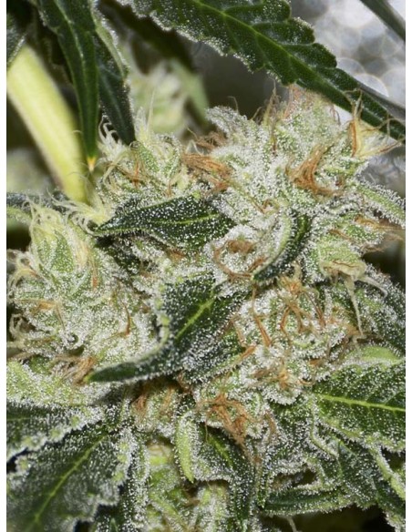 Buy Gorilla Candy From Eva Seeds Oaseeds