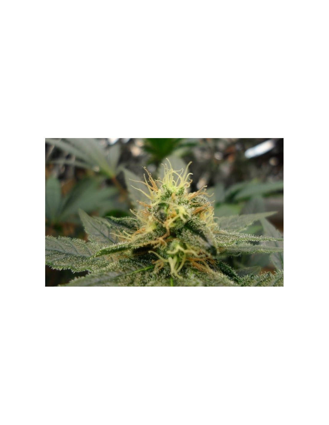 Buy Dream Lotus from Bodhi Seeds at Oaseeds