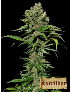 EXCALIBUR