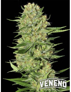 Veneno