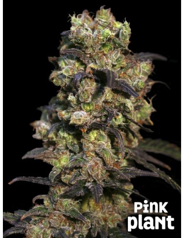 Buy Pink Plant from Eva Seeds - Oaseeds