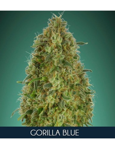 Gorilla Blue