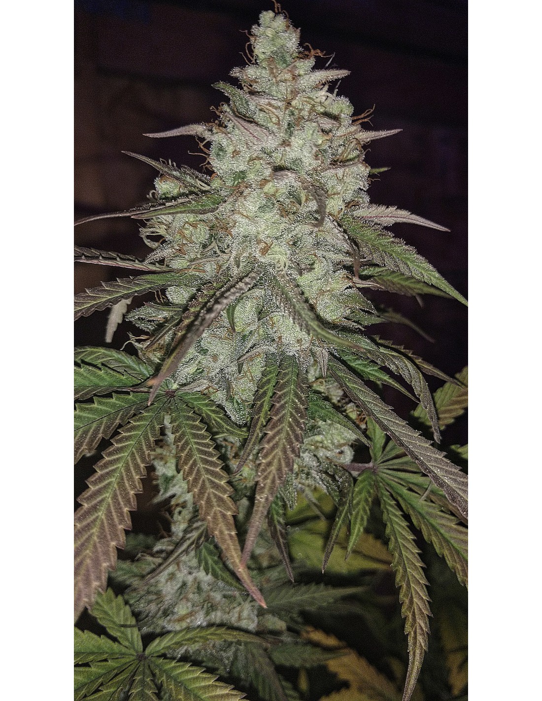 Buy Strelka from TGA Subcool Seeds - Oaseeds