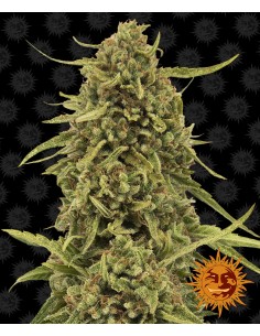 Widow Remedy