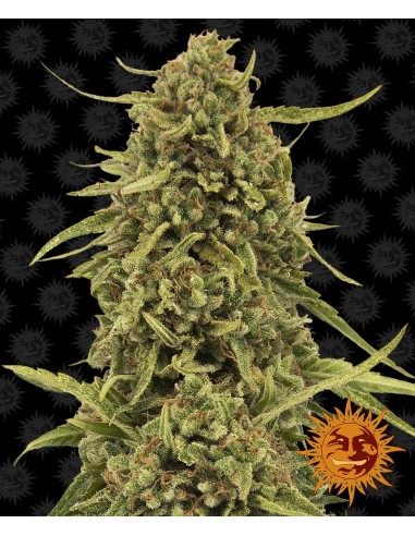 Widow Remedy
