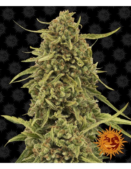 Widow Remedy