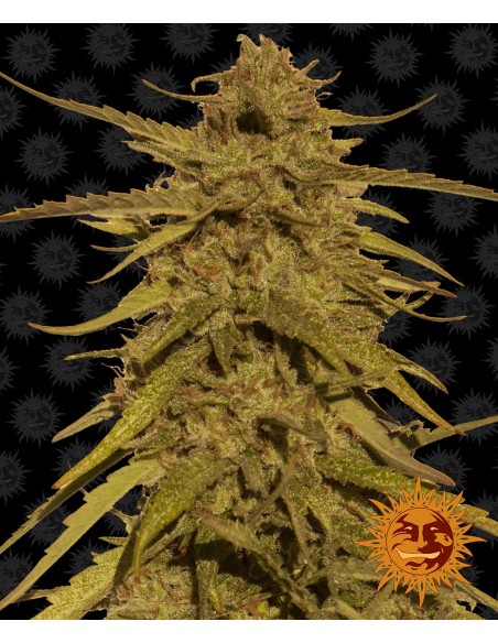 Pineapple Haze