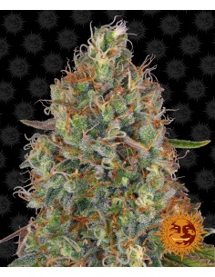 Sweet Tooth Auto