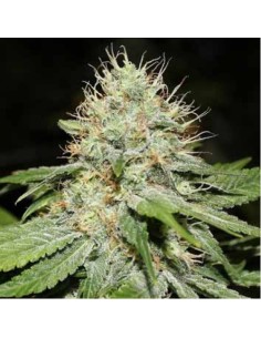 Sweet 'n' Sour Indoor