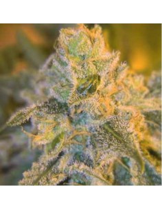 Sweet 'n Sour Outdoor