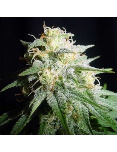 White Widow Automatic