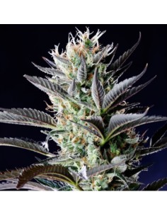 Semi-Autoflowering Outdoor Varieties - Spliffseeds