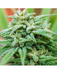 Spliff Stilton Automatic