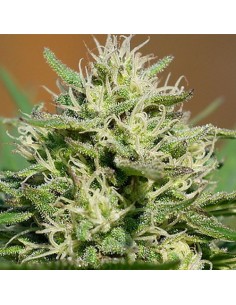 Lemon Cream Kush Auto