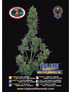 Blue Cheese Automatic 2