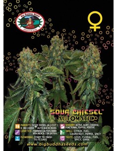 Sour Chiesel Automatic 2