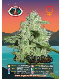 California Orange Cheese 2