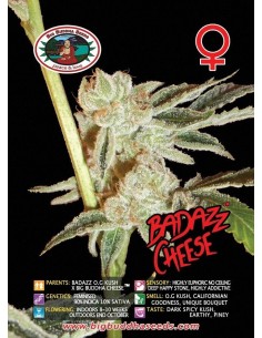 Badazz Cheese 2