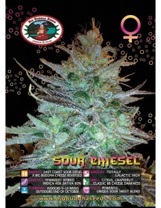 Sour Chiesel 2
