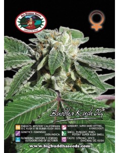 Buddha Kush OG 2